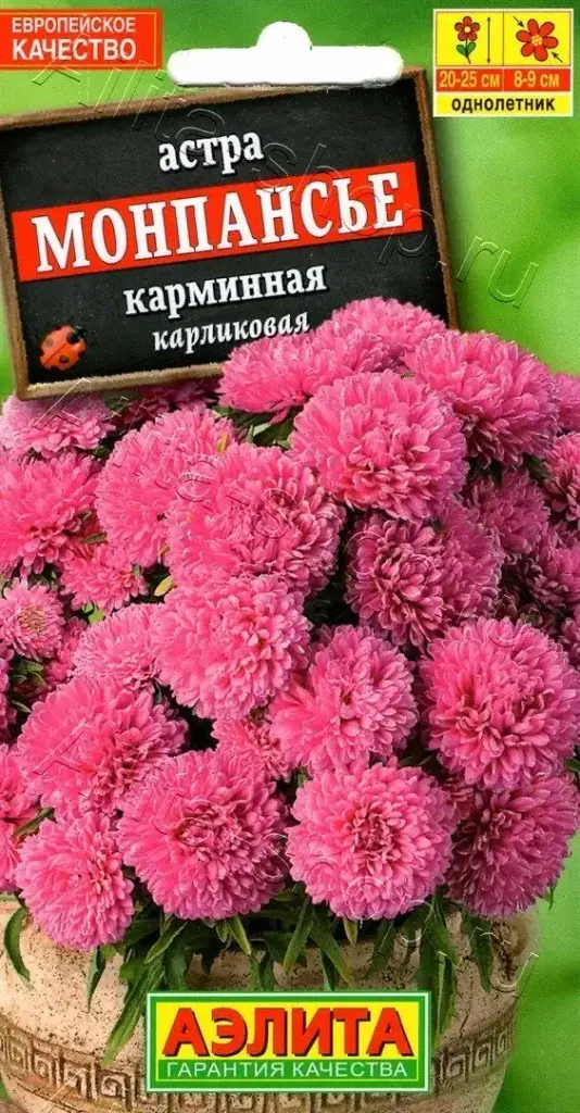Астра Монпансье карминная