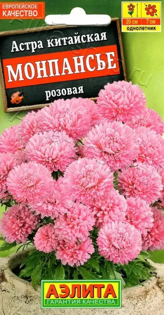 Астра Монпансье розовая