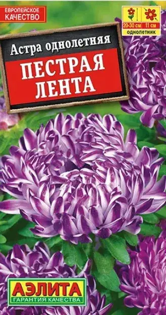 Астра Пестрая лента