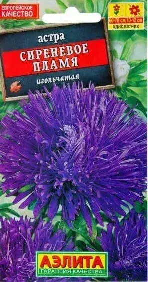 Астра СИРЕНЕВОЯ ПЛАМЯ игольчатая