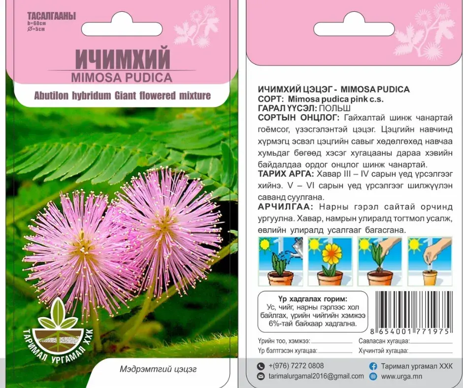 Ичимхий цэцэг Mimosa Pudica