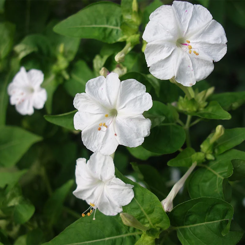 Мирабилис White цагаан