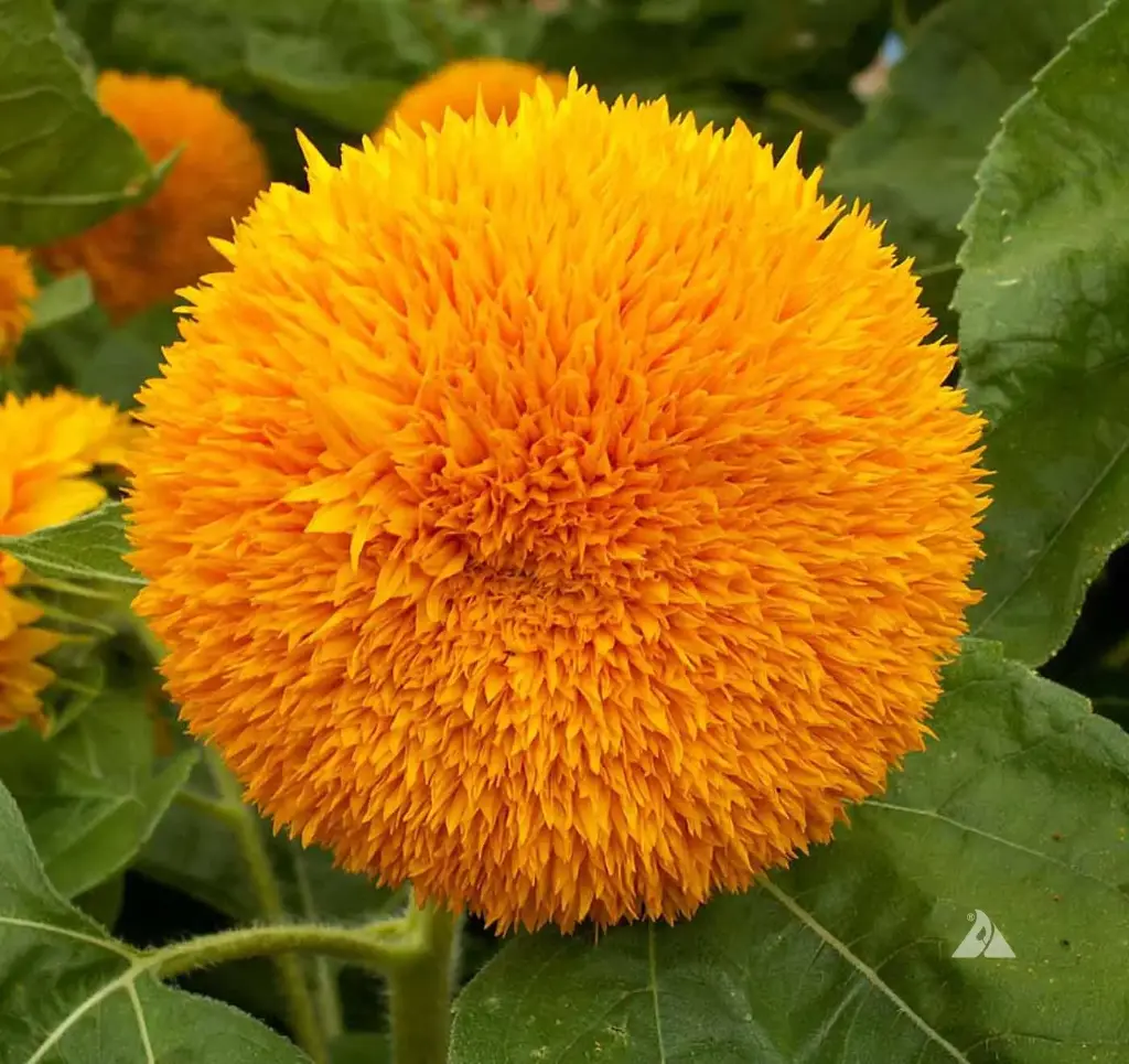 Наранцэцэг Helianthus annuus dwarf sungold teddy bear