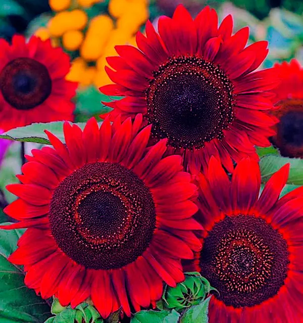 Улаан наранцэцэг