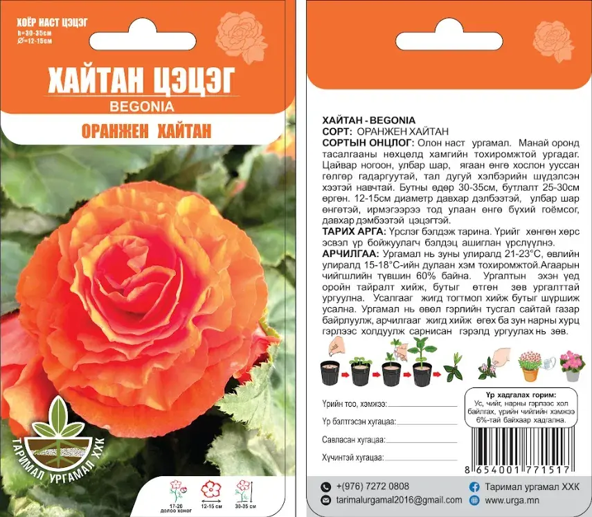 Хайтан цэцэг Begonia Оранжен хайтан 5ш- Таримал Ургамал