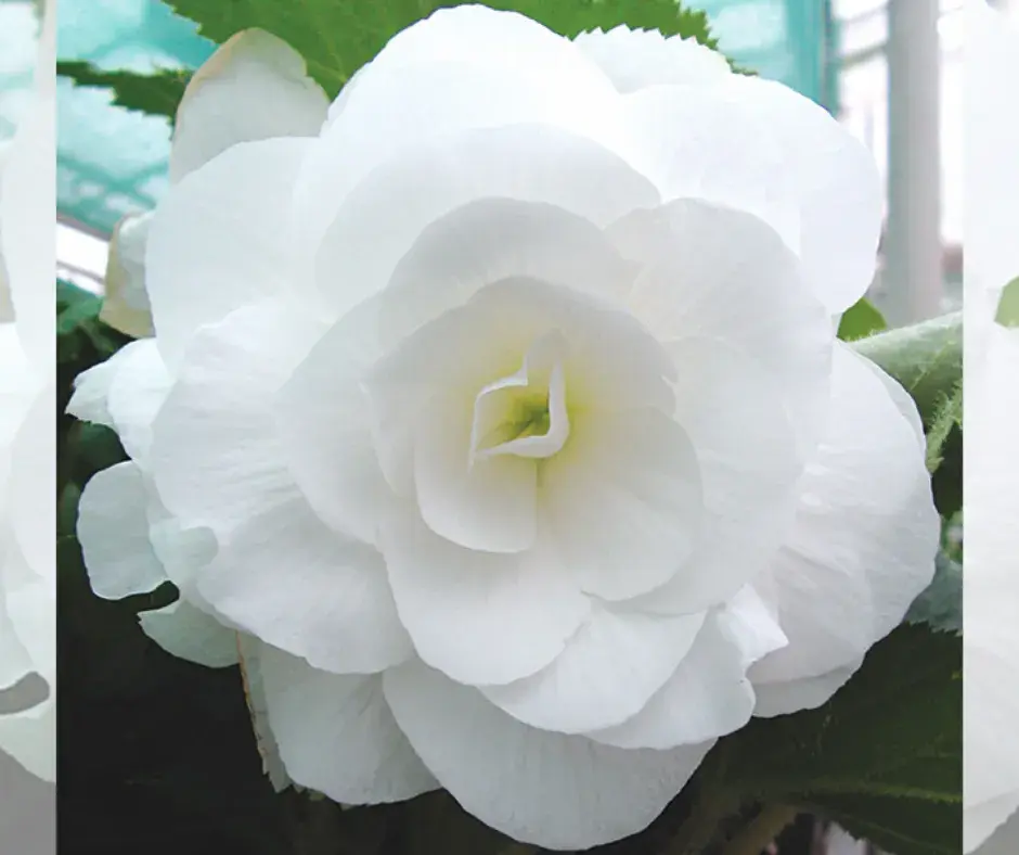 Хайтан цэцэг Бегония Е043 Белая