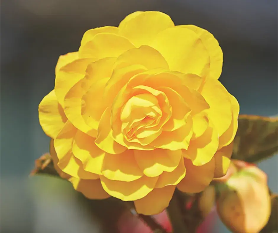 Хайтан цэцэг Бегония Е044 Желтая