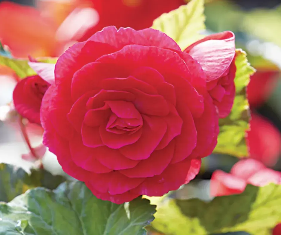 Хайтан цэцэг Бегония Е047 Розовая F1