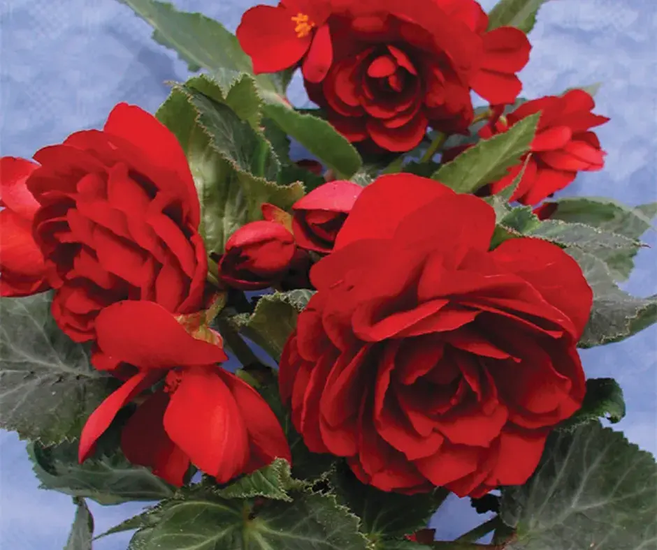 Хайтан цэцэг Бегония Е049 Темно-красная