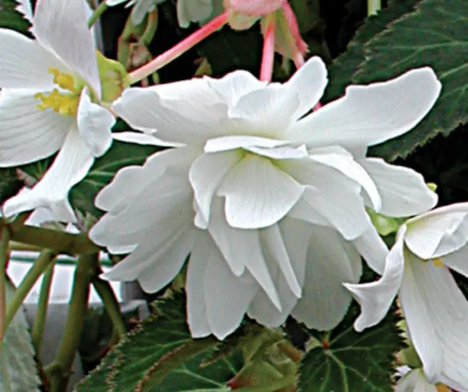 Хайтан цэцэг Бегония Е051  Шансон Белая F1