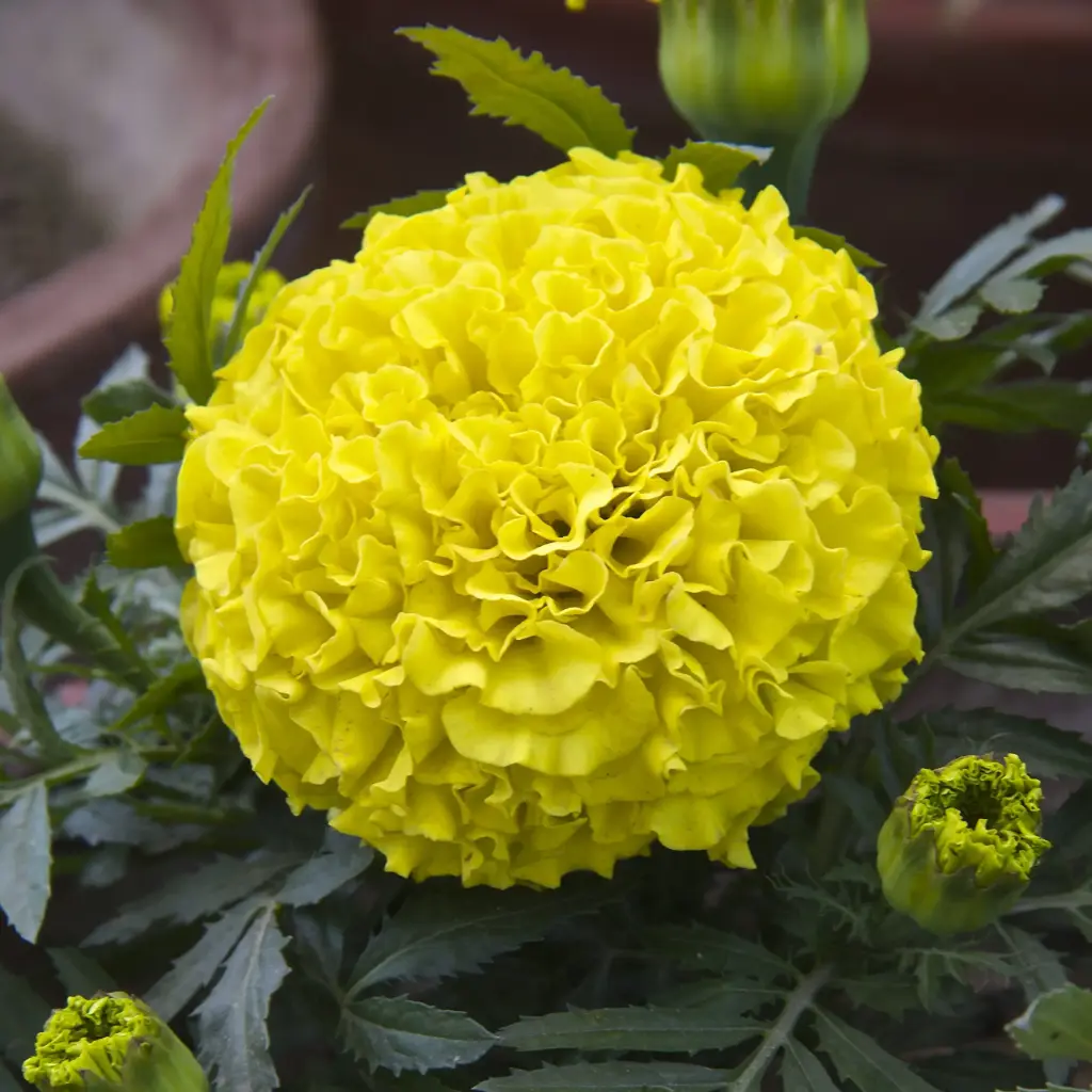 Хилэн цэцэг Tagetes eresta nana