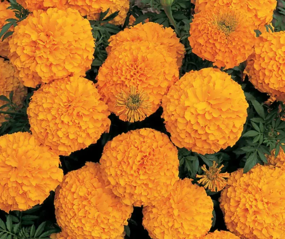 Хилэн цэцэг Hybrid F1 өнгө улбар шар 