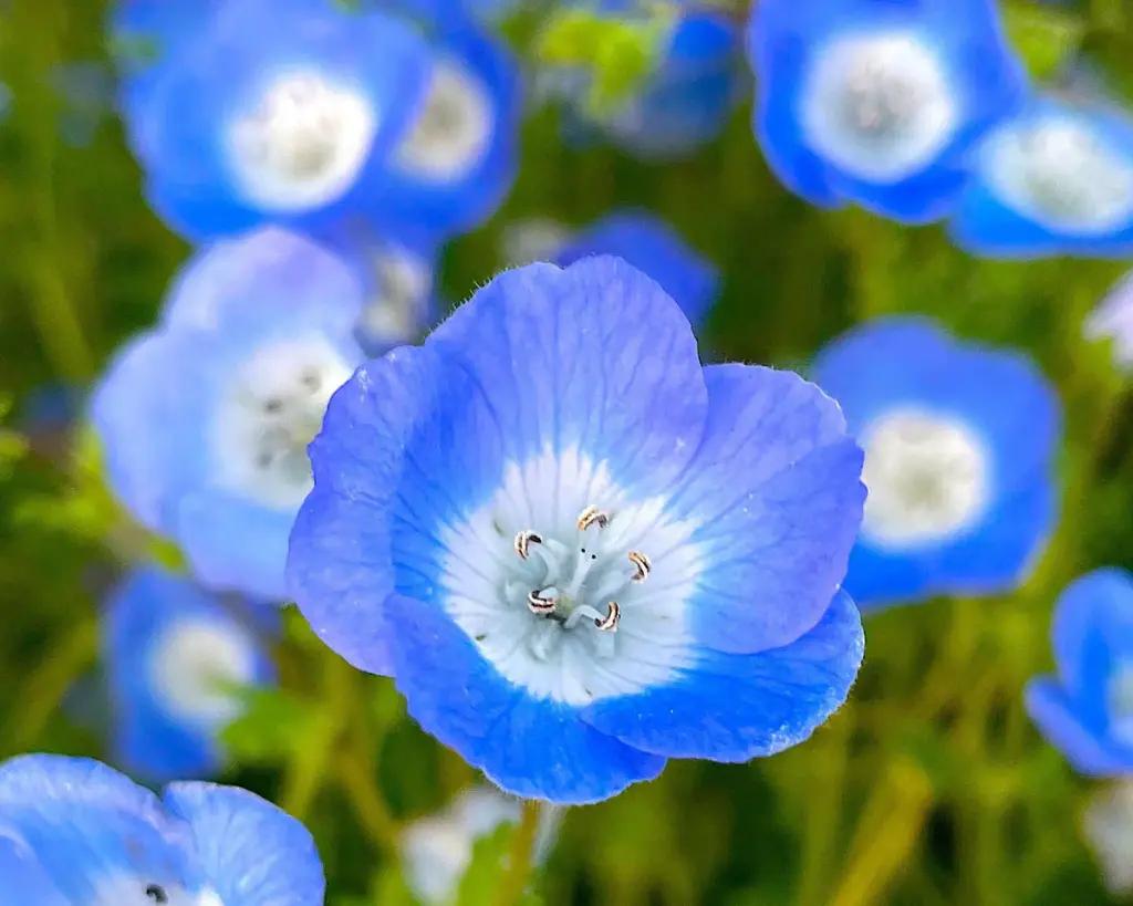 Хонхон цэцэг Nemophila menziesii blue