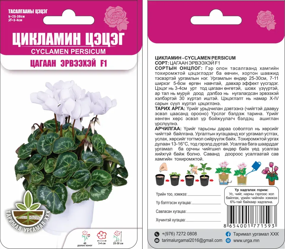 Цикламин цэцэг Cycllamen persicum Цагаан эрвээхэй F1 5 ширхэгтэй