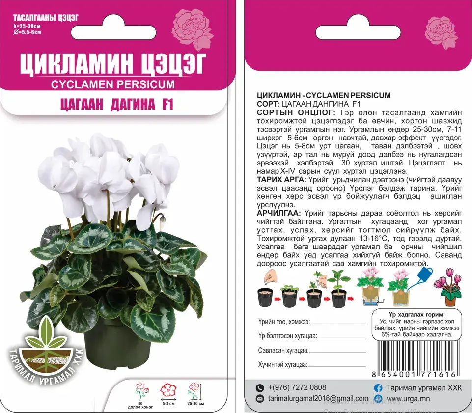 Цикламин цэцэг Цагаан дагина 5 ширхэг-Таримал Ургамал