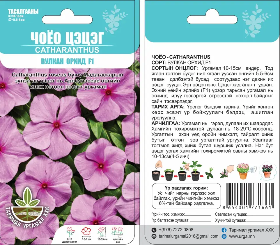 Чоёо цэцэг (Catharanthus) Вулкан Орхид 5ш- Таримал Ургамал