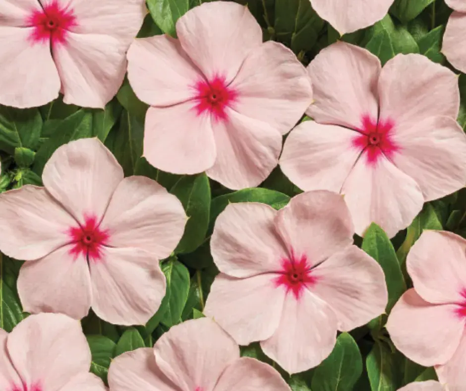 Чоёо - Катарантус Е1060 Вулкан Априкот F1