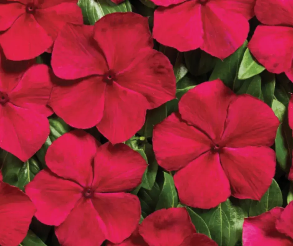 Чоёо - Катарантус Е1061 Вулкан Бургунди