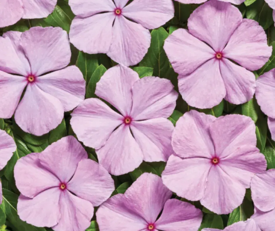 Чоёо - Катарантус Е1062 Вулкан Лавендер F1