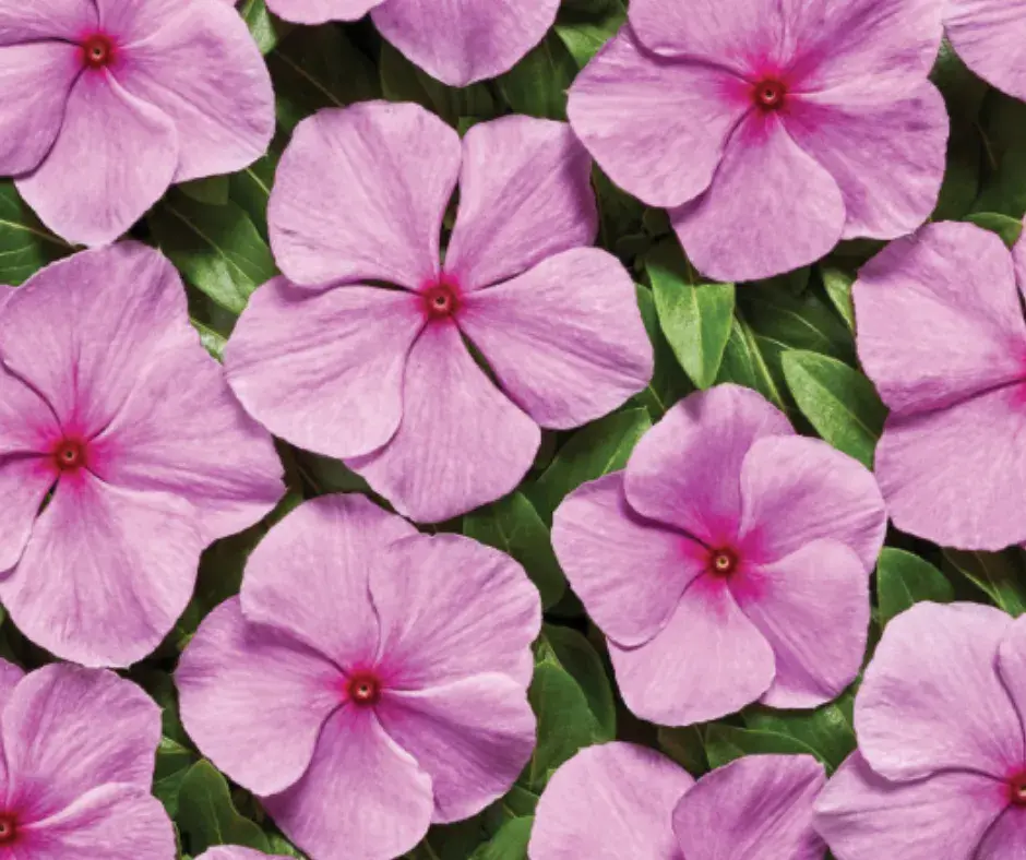 Чоёо - Катарантус Е1063 Вулкан Орхид F1 