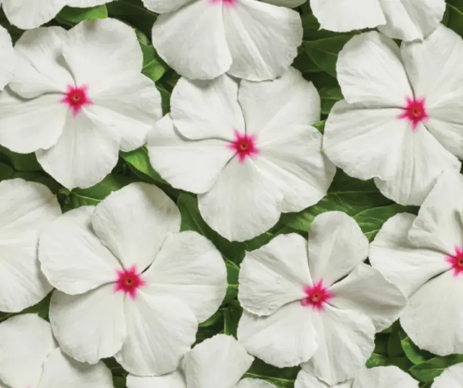 Чоёо - Катарантус Е1064 Вулкан Полка F1