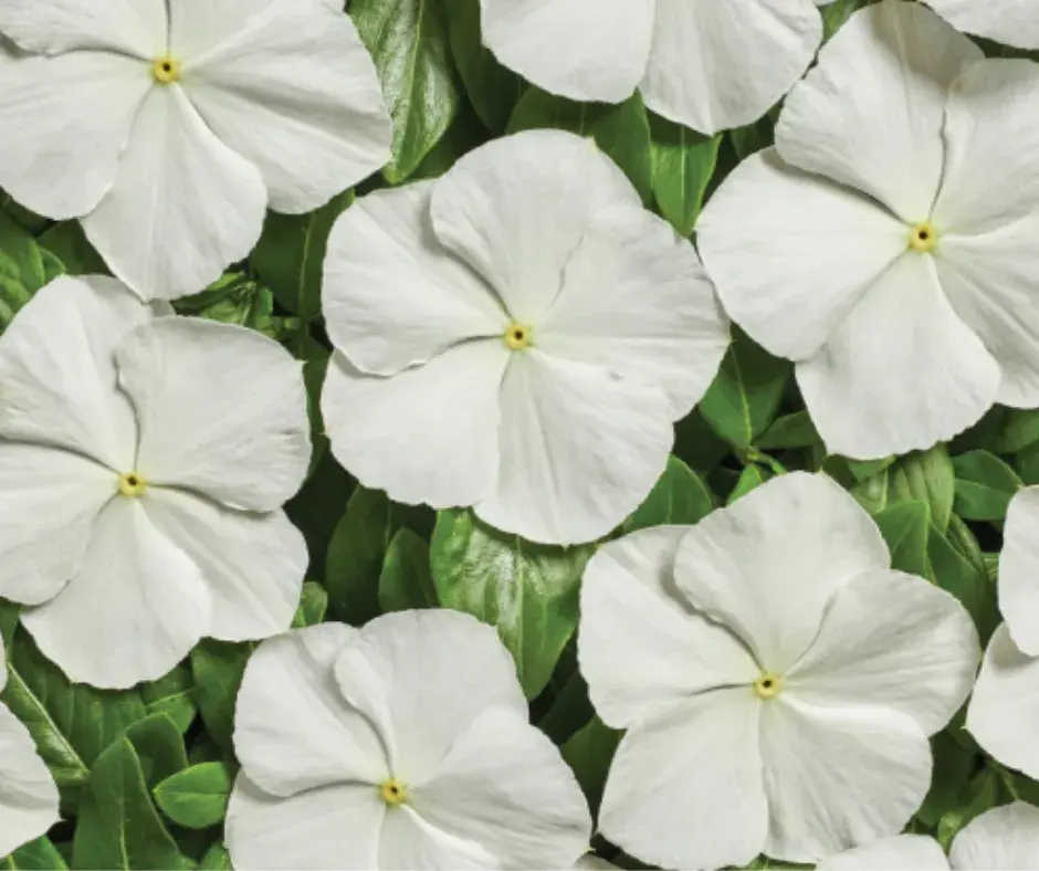 Чоёо - Катарантус Е1066 Вулкан Уайт F1