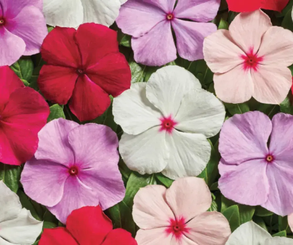 Чоёо - Катарантус Е1067 Вулкан Смесь F1