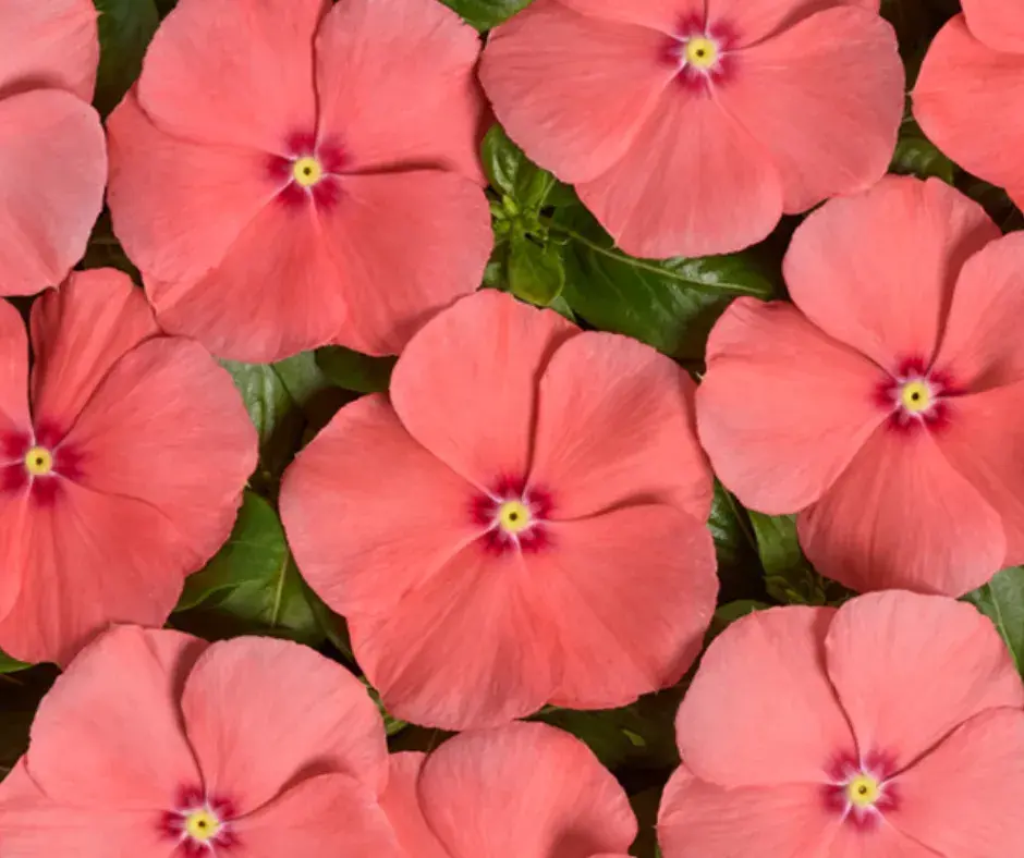 Чоёо - Катарантус Е1069 Вулкан Пич F1