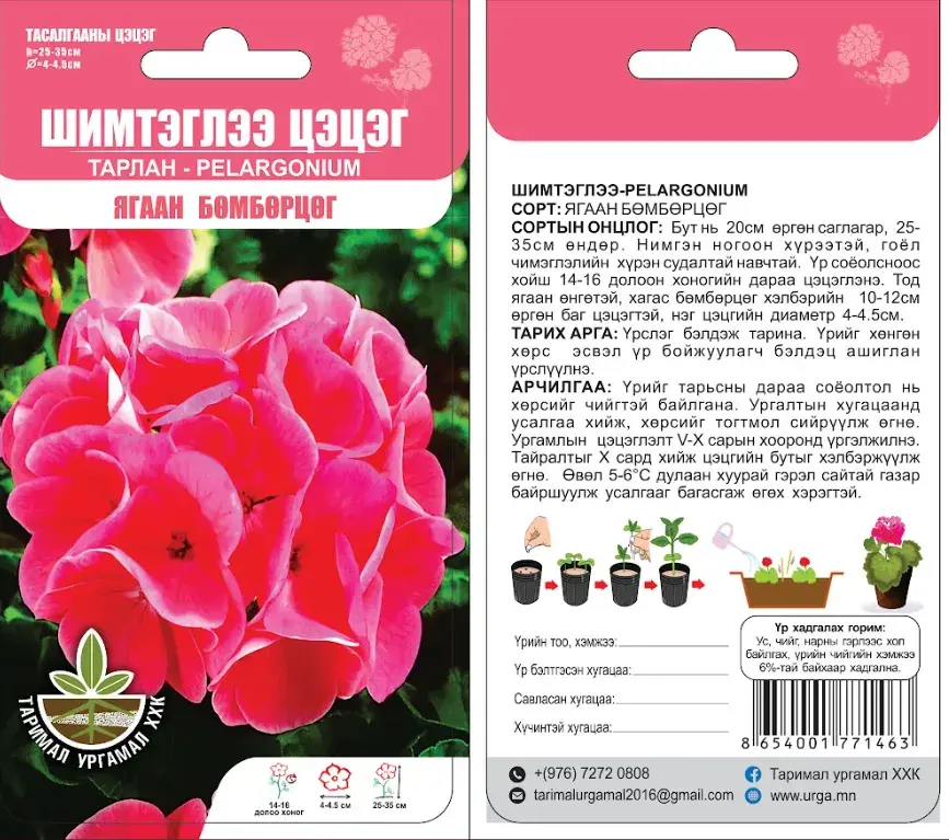 Шимтэглээ цэцэг Тарлан Pelargonium Ягаан бөмбөрцөг F1 5 ширхэгтэй