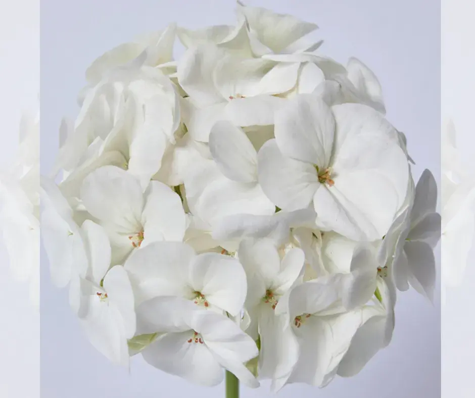 Шимтэглээ Е179 Бланка F1