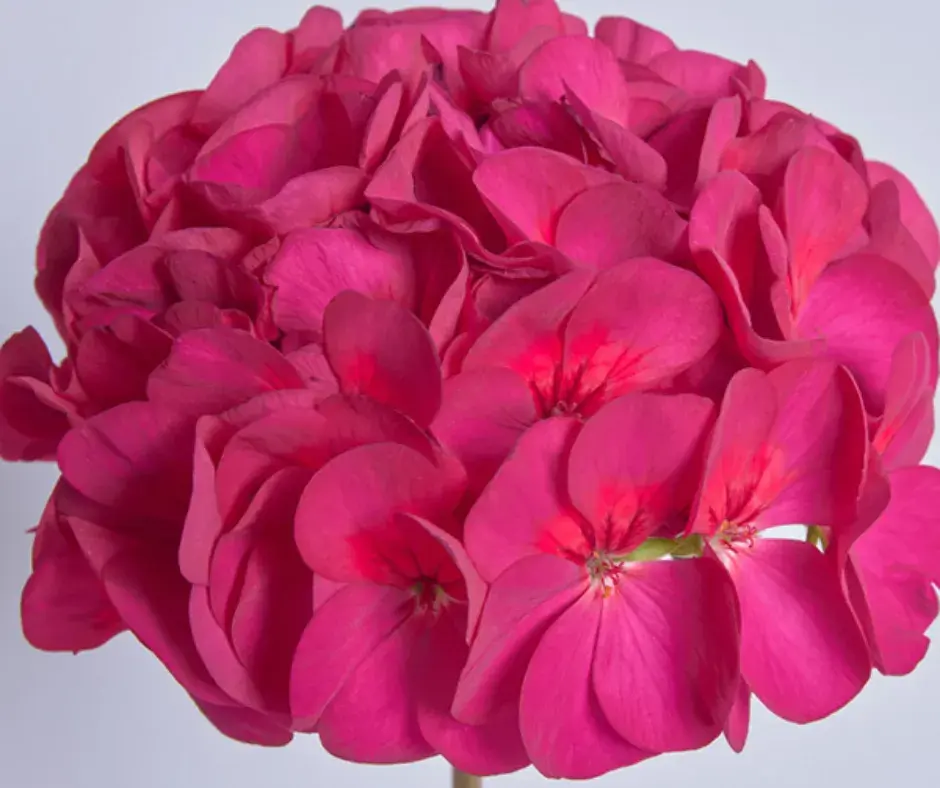 Шимтэглээ Е369 Ева F1