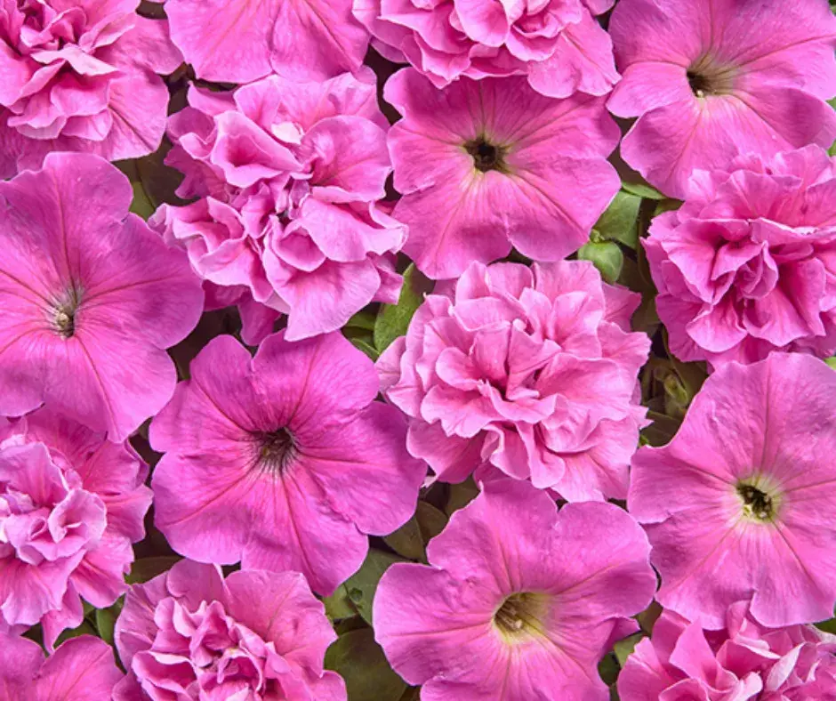 Хун цэцэг Петуния E1351 Роза Бонер