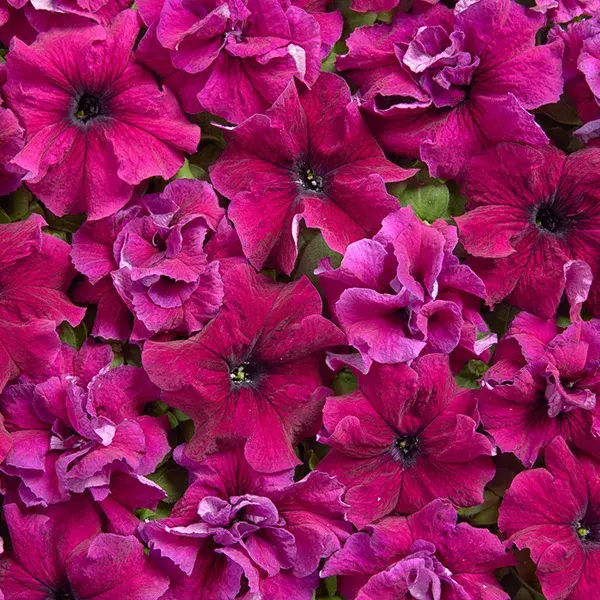 Хун цэцэг Петуния E1354 Пурпурная низкорослая
