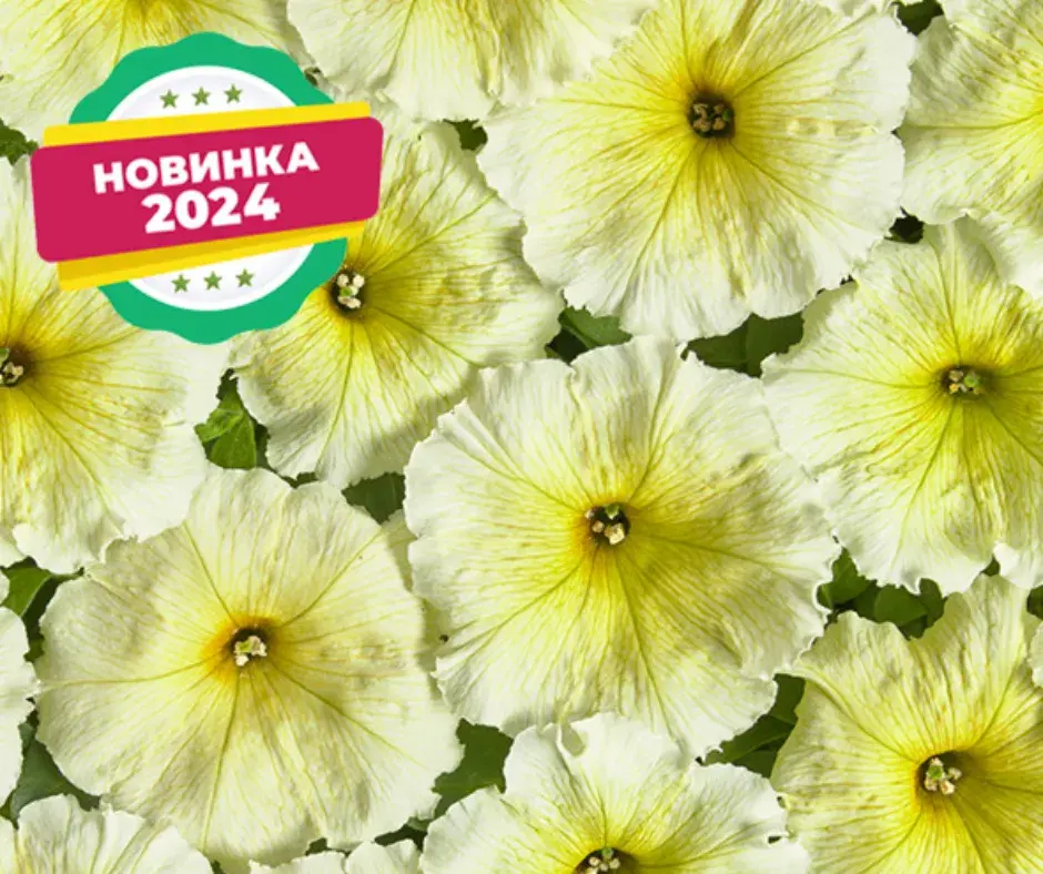 Хун цэцэг Петуния E205 Береника F1 