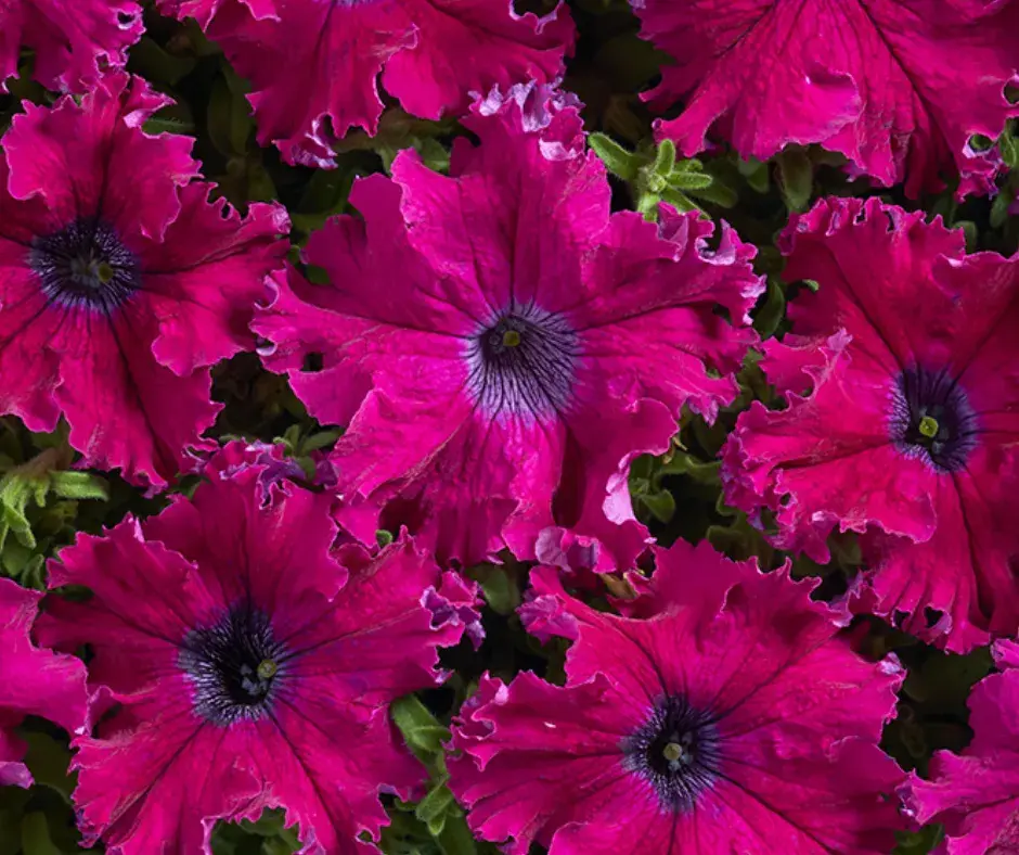 Хун цэцэг Петуния E450 Афродита Пурпурная F1 