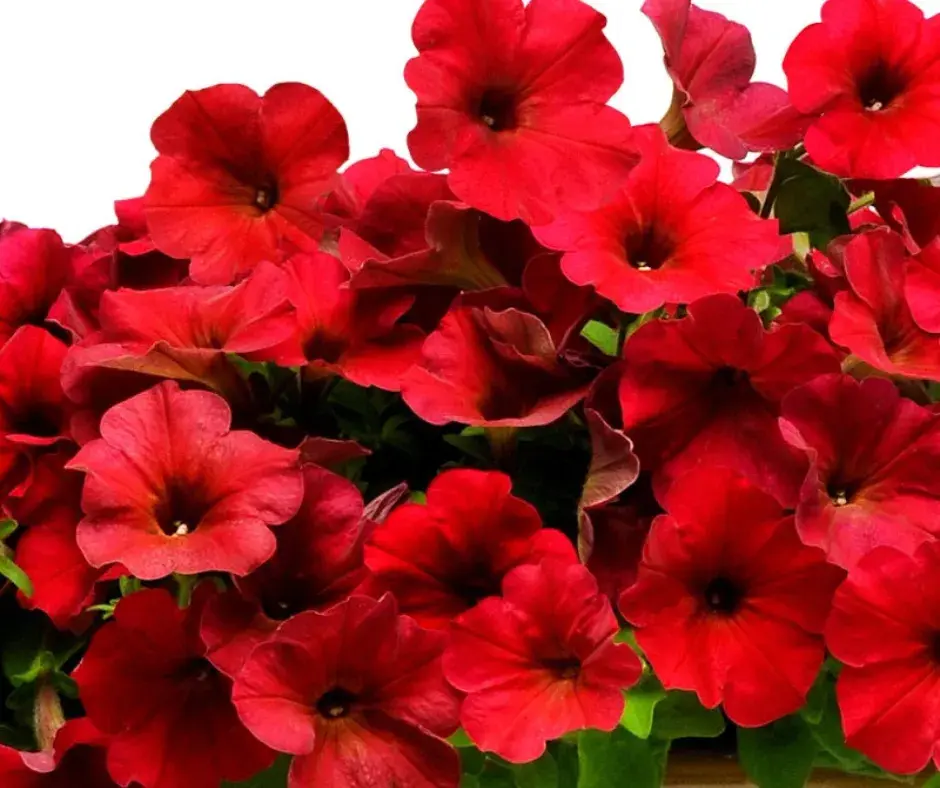 Хун цэцэг Петуния Улаан, Hybrid F1 Red petunia seeds