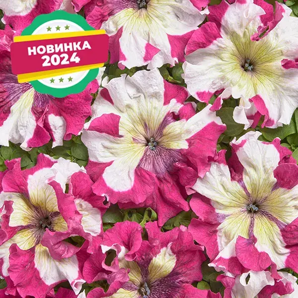 Хун цэцэг Петуния Е1355 Медная пятнистая