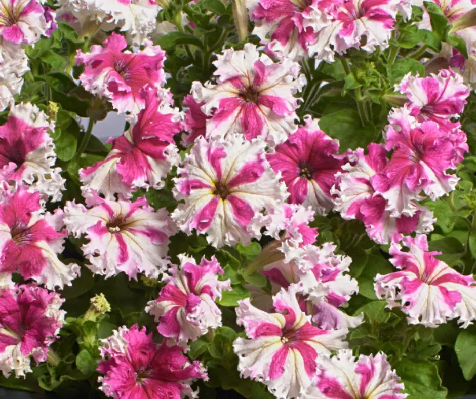 Хун цэцэг Петуния Е219 Каркулка F1