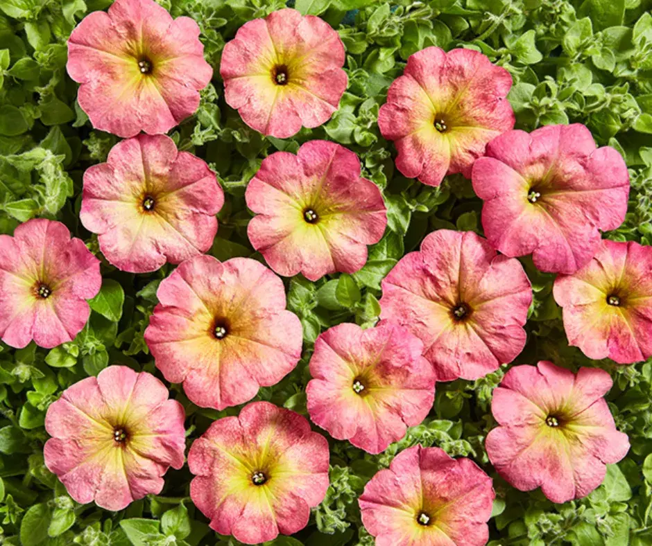 Хун цэцэг Петуния Е540 Зора F1