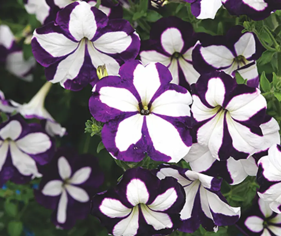 Хун цэцэг Петуния Е728  Ливина Синяя звезда  F1