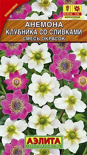 Анемона Клубника со сливками