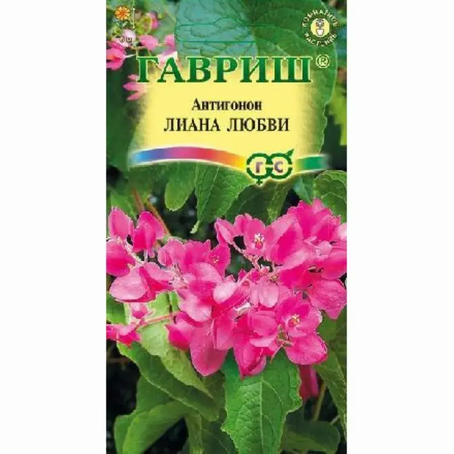 Антигонон розовый ЛИАНА ЛЮБВИ