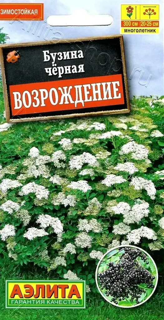 Бузина черная Возрождение