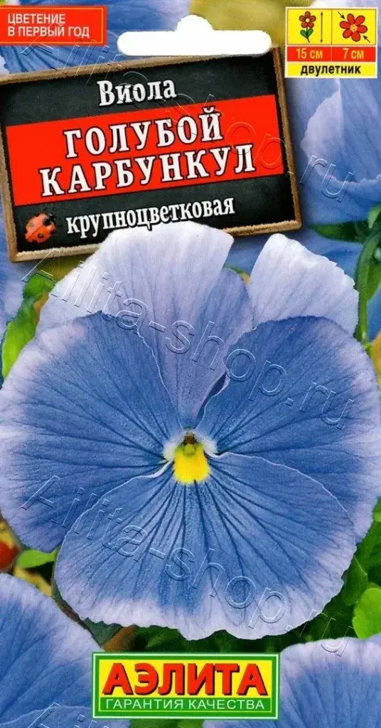 Виола Голубой карбункул