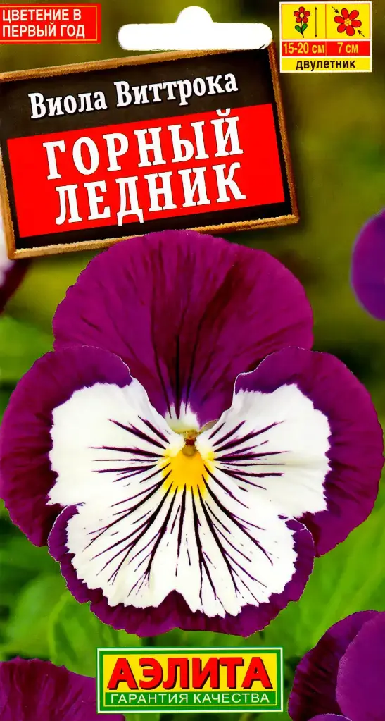 Виола Горный ледник