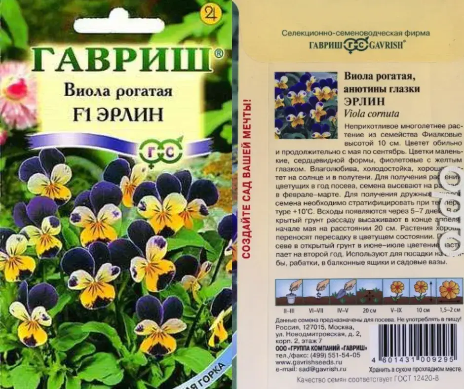 Виола Рогатая Эрлин