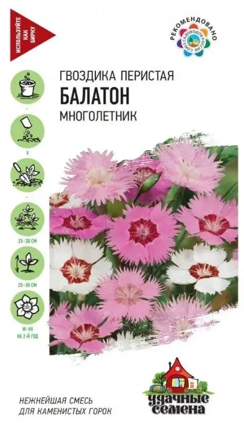 Гвоздика Перистая Балатон