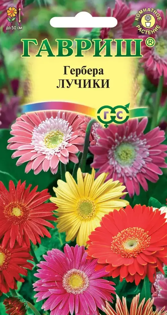 Гербера Лучики