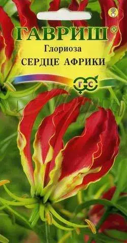 Глориоза великолепная Сердце Африки