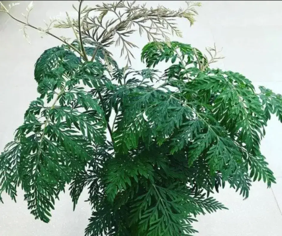 Гревиллея Зеленый остров 0,2 г